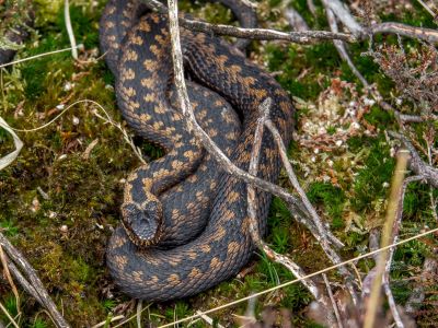 Reptielen en Amfibieën