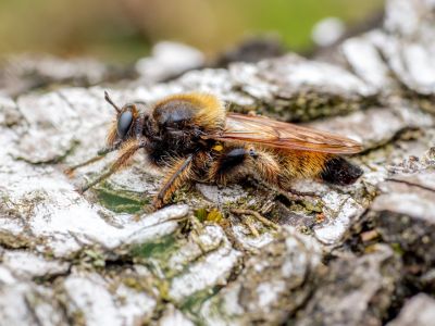 Insecten