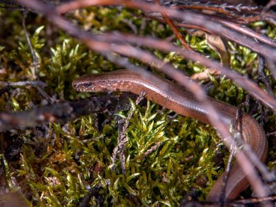 Hazelworm