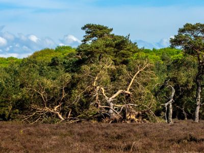 Landschappen