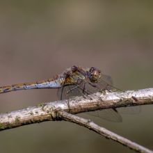  dsc5685