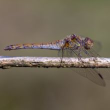  dsc5767