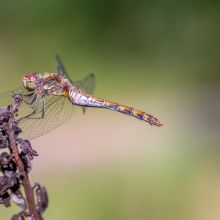  dsc5866