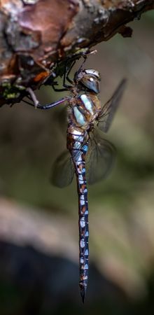 dsc00070