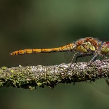 dsc00259