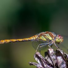 dsc00292