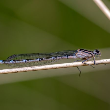 dsc00410