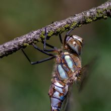 dsc00415