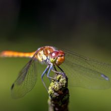 dsc00571