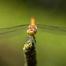 dsc00621