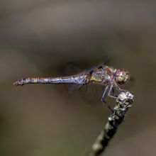 dsc01440