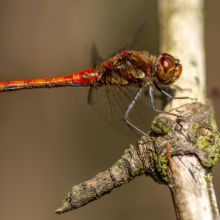 dsc01704