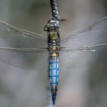 dsc03338