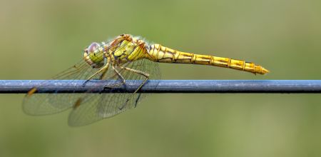 dsc03775