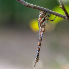 dsc07598