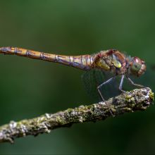 dsc08760