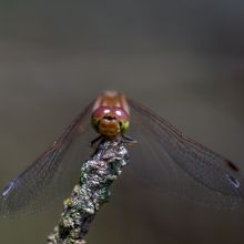 dsc08859