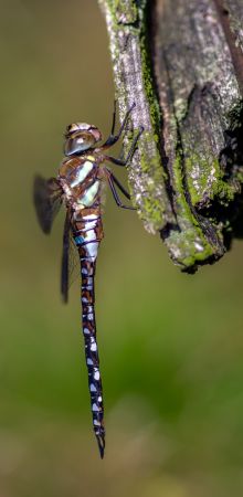 dsc09639