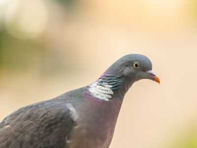 Overige