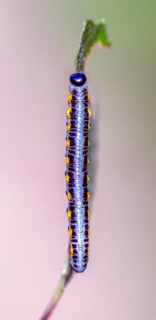 dsc7065