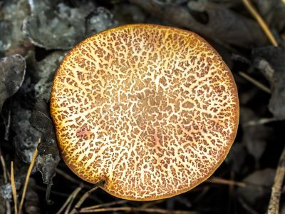 Paddenstoelen en Mossen