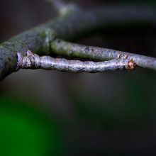  dsc0453