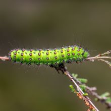 dsc07333