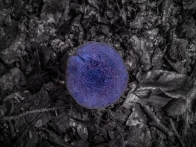 Singled out