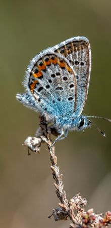  dsc8909