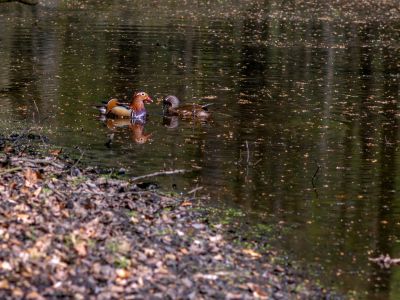 Vogels