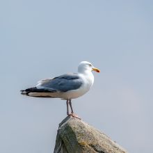 dsc06855